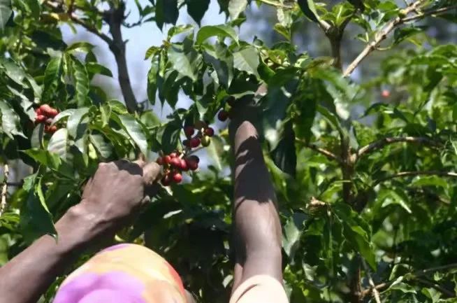 Kenyan coffee bean brewing tutorial sharing