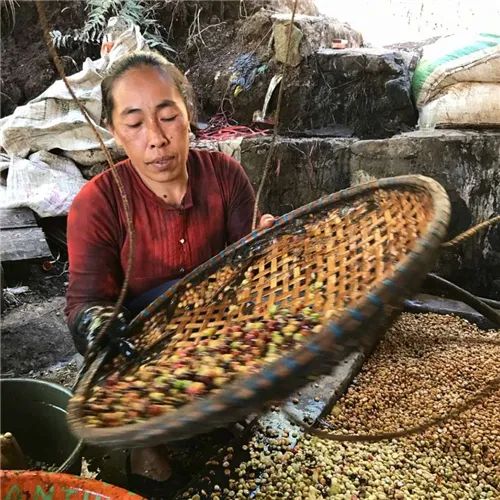 Indonesian Sumatra Mandheling Coffee Beans | Brewing Flavor of Mandheling and PWN Gold Mandheling Coffee Beans