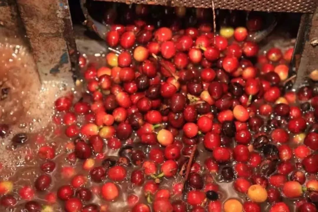 Specialty Coffee｜What is the difference between specialty coffee and commercial coffee? What is the definition of specialty coffee SCA? Specialty coffee characteristics cupping scores