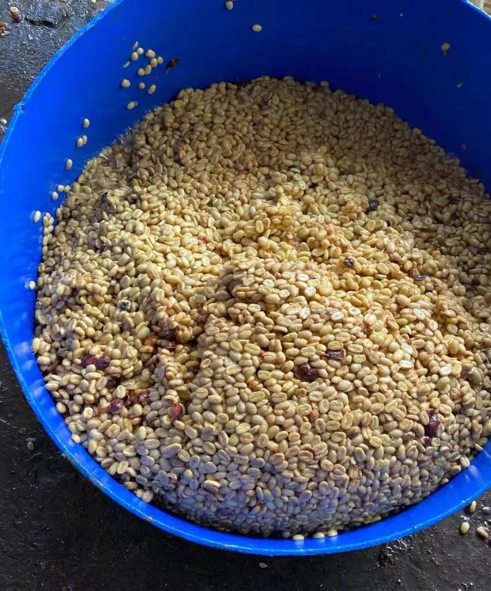 巴拿马水洗28 巴拿马水洗28