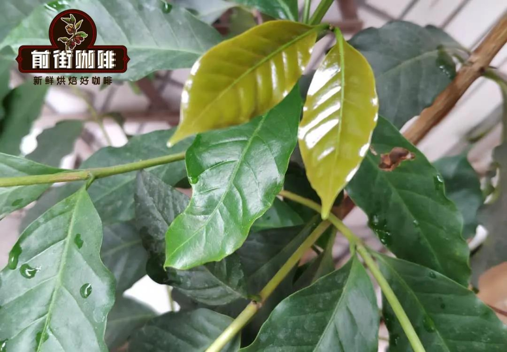 铁皮卡13131