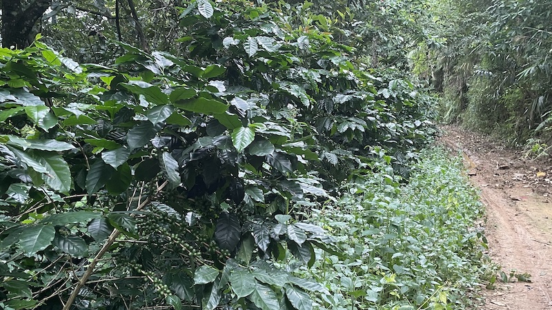 FrontStreet Coffee farm