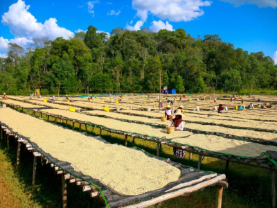 Coffee Yirgacheffe｜耶加雪菲咖啡浅烘焙好还是中烘焙好？精品咖啡入门首选经典埃塞耶加雪菲高品质咖啡豆推荐