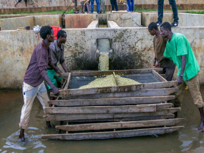 非洲口粮豆｜埃塞咖啡适合做手冲吗？耶加雪菲日晒水洗哪种好？新手友好高性价比手冲单品豆推荐
