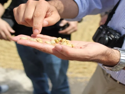 手冲咖啡用什么咖啡豆好 世界上最好的蓝山咖啡豆的特点样子是什么
