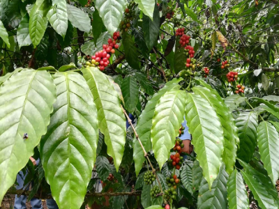 巴拿马瑰夏豆｜波奎特产区瑰夏风味特点是什么？新手入门必买好喝不贵的瑰夏手冲咖啡豆品牌推荐 