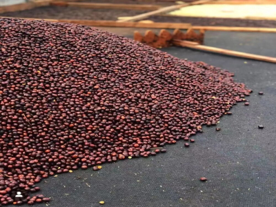 卡杜拉Caturra和卡杜艾Catuai咖啡豆都是阿拉比卡种吗？两者的风味特点区别分别是什么？
