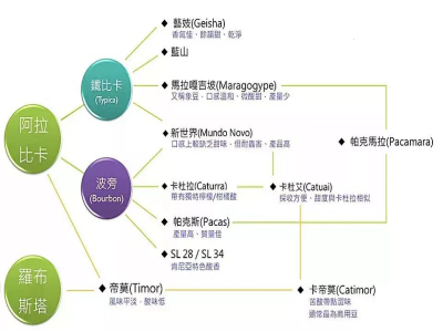阿拉比卡咖啡品种合集：手冲咖啡入门级知识和咖啡豆介绍 为什么阿拉比卡有很多种类