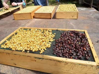 哥斯达黎加咖啡豆特点｜什么是蜜处理？为何哥斯达黎加咖啡多用蜜处理法？蜜处理咖啡豆有哪些风味特征