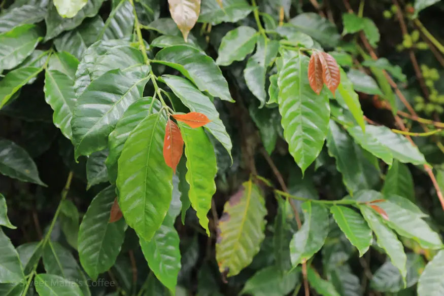 Recommended dark roasted coffee beans｜Where are the three major coffee bean producing areas in Indonesia? What are the characteristics of Sumatra coffee? Is Mandheling a coffee variety?