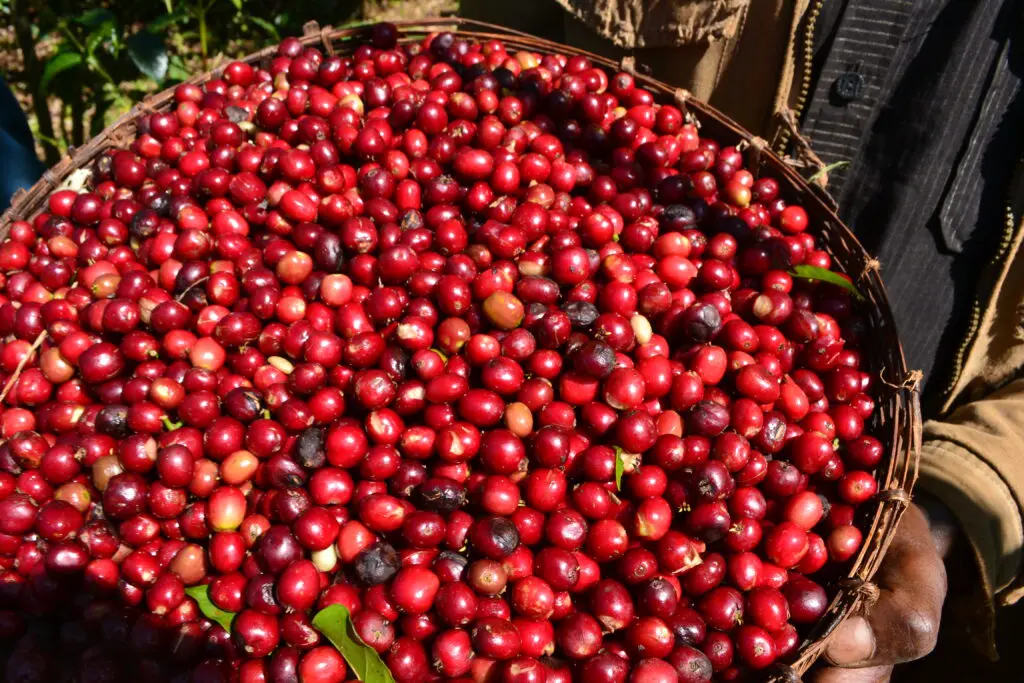 Yirgacheffe Origin Story | What are the characteristics of Ethiopian coffee flavor? How to brew washed Yirgacheffe fruit hand-brewed coffee?