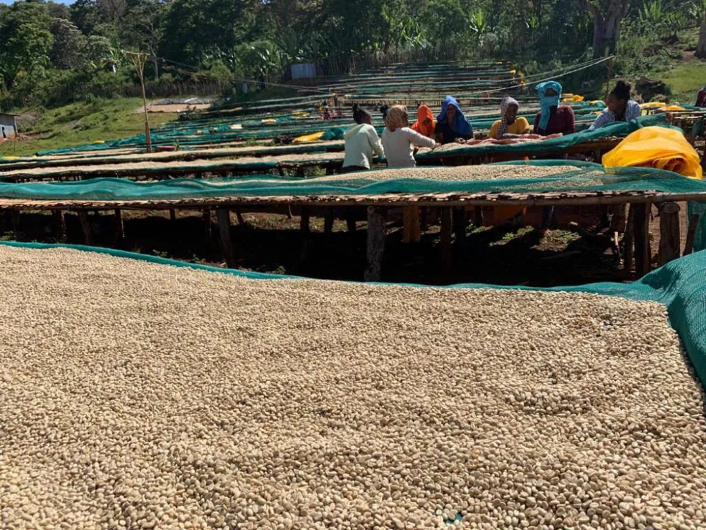 Ethiopian coffee bean processing station | What are the processing steps for washed coffee beans? What are the advantages and disadvantages of coffee washing?
