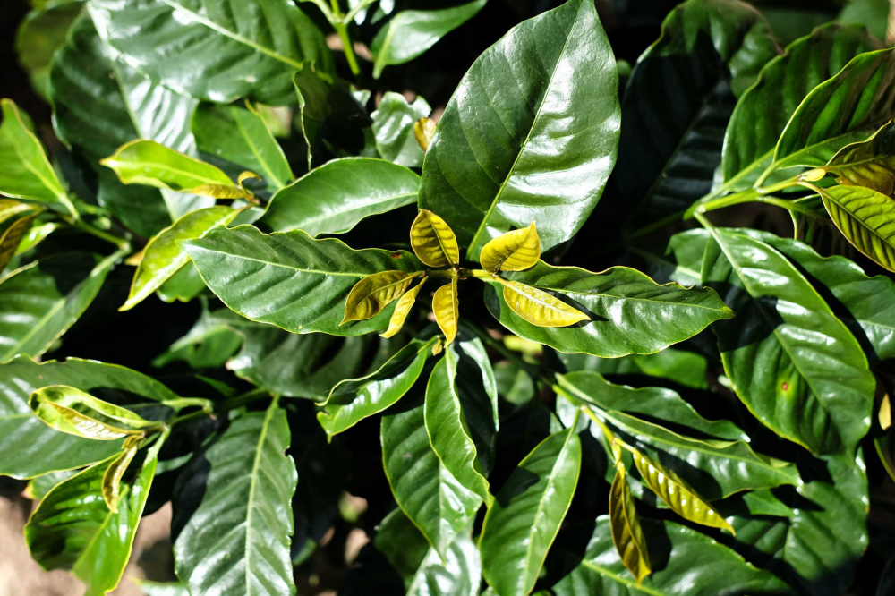 Kenyan coffee beans | Classification of origin and flavor characteristics of Kenyan coffee beans Introduction to water temperature and grinding parameters of Kenyan hand-brewed black coffee