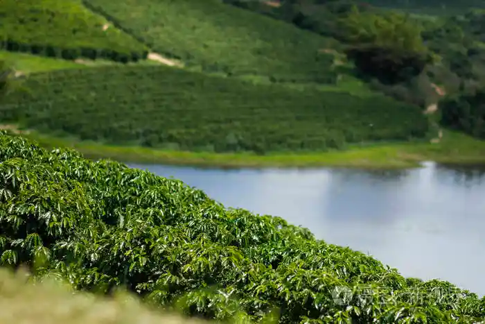 Introduction to the flavor characteristics of Brazilian coffee beans | What are the coffee bean producing areas and coffee bean varieties in Brazil?