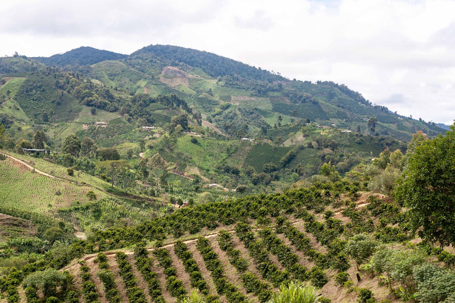 Colombian Coffee Beans | Medellin, Colombia Introduction to Huilan’s major coffee bean producing areas and flavor characteristics