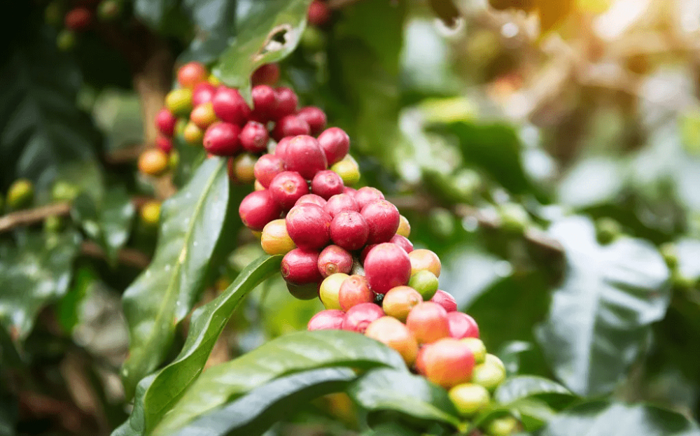 Colombian Coffee Price | What is the flavor and taste of Huila Whelan’s washed coffee beans? How to brew black coffee with Colombian water?