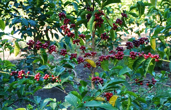 Panama Geisha｜What is the quality of Alida Manor Green Top Geisha coffee beans? What are the flavor characteristics of Panama BOP Champion Geisha?