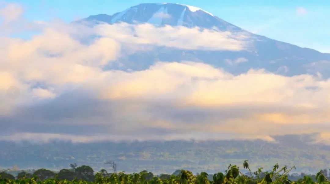 Tanzania coffee beans | What are the characteristics of the world’s top ten Tanzania Kilimanjaro coffee beans