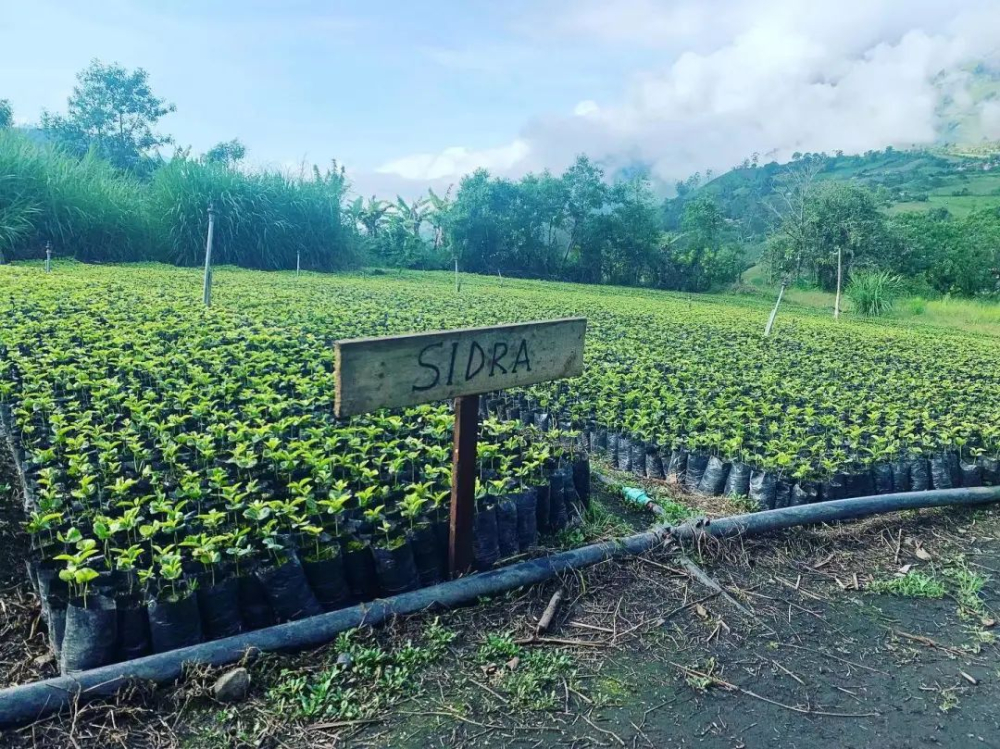 Colombian Hija coffee beans | Flavor characteristics of anaerobic fermentation and sun-dried Hija coffee beans and introduction to Hija coffee bean varieties