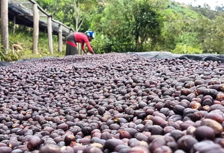 Yunnan Typica coffee beans: citrus and caramel sweetness after sun-drying