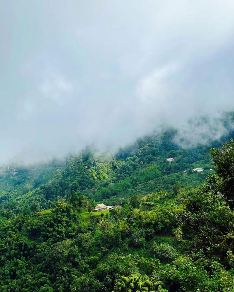 Jamaican Blue Mountain No. 1 coffee beans: from certification system to flavored brewing