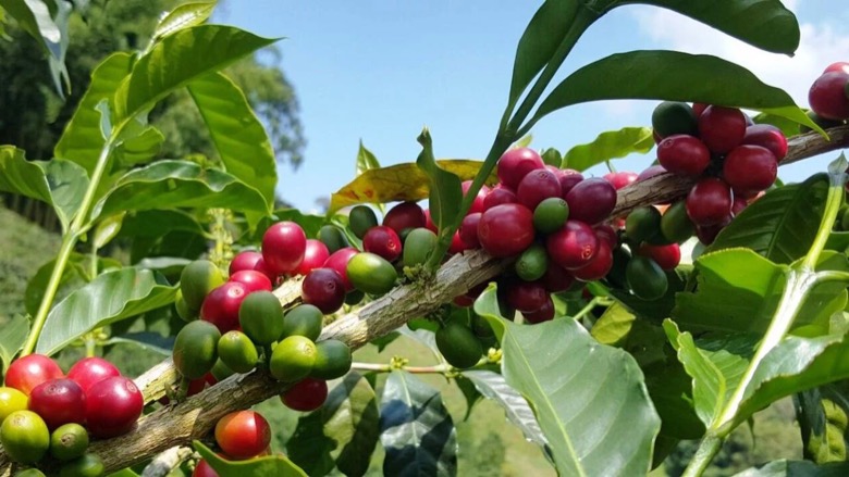 How to choose Yirgacheffe SOE coffee beans: first look at the scene, then the flavor and roasting