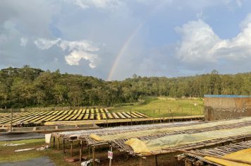How to choose tropical fruit flavored coffee beans: Selection ideas from taste direction to brewing method