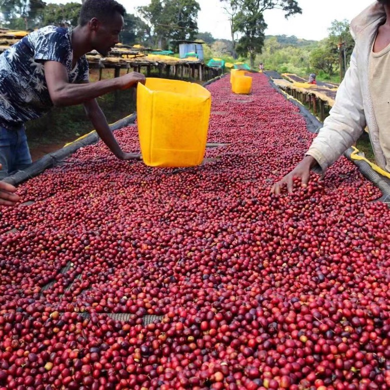 Recommended hand brewed fruity beans: a complete brewing experience with flavor path