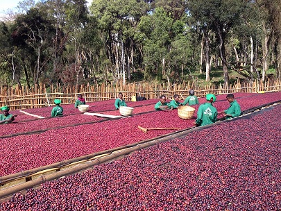 Recommend coffee beans suitable for coffee machine brewing: start with flavor preference