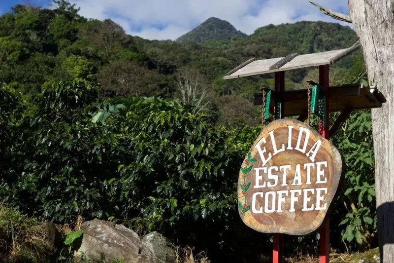 Recommended coffee beans suitable for making latte: start with flavor preference