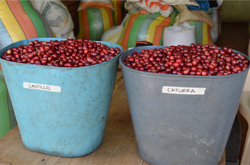 Recommended coffee beans for making sweet American style: start with flavor preference
