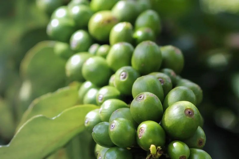 What kind of espresso beans have more fat? : Start with flavor preference