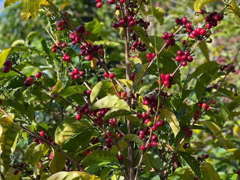Recommended American black coffee beans: start with flavor preference