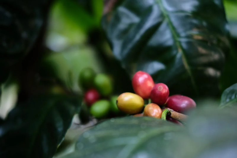 What beans to serve with Moka Pot: Start with flavor preference