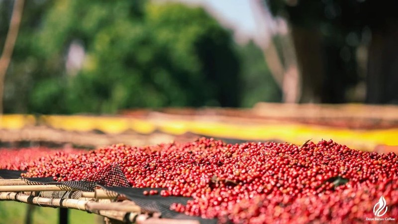 How to choose freshly roasted coffee: start with flavor preference