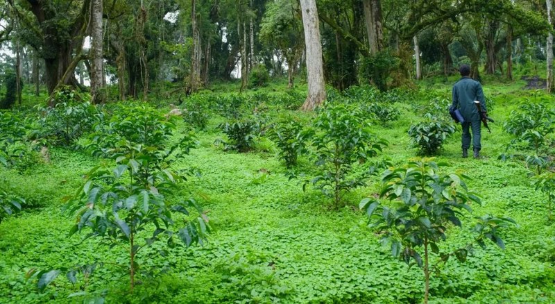 Recommended coffee beans suitable for cold brewing: start with flavor preference