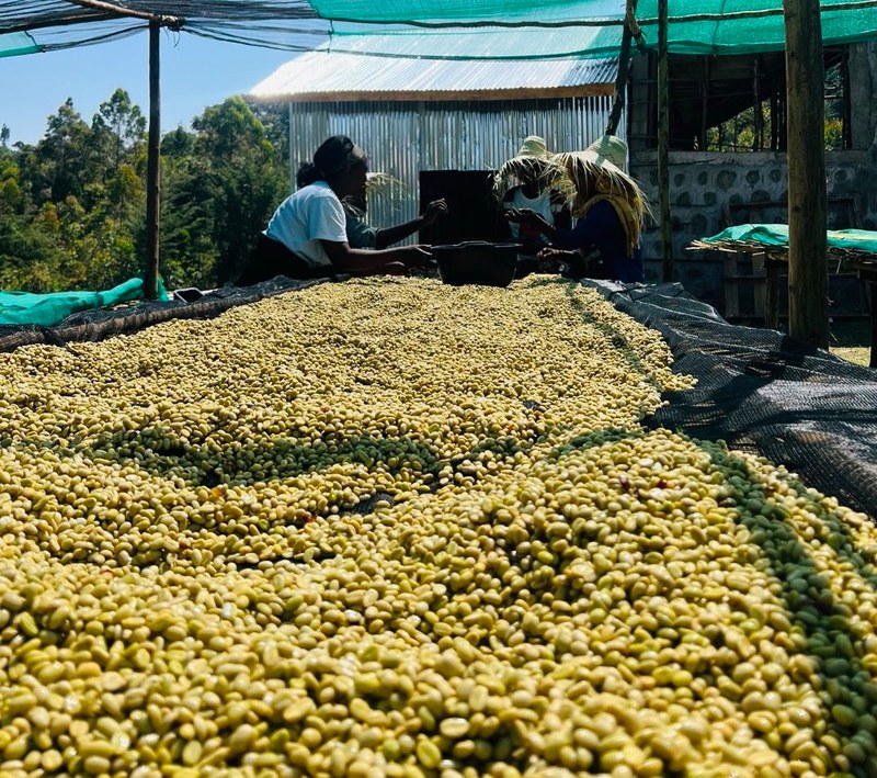 Yirgacheffe cost-effective shopping list: start with flavor preference