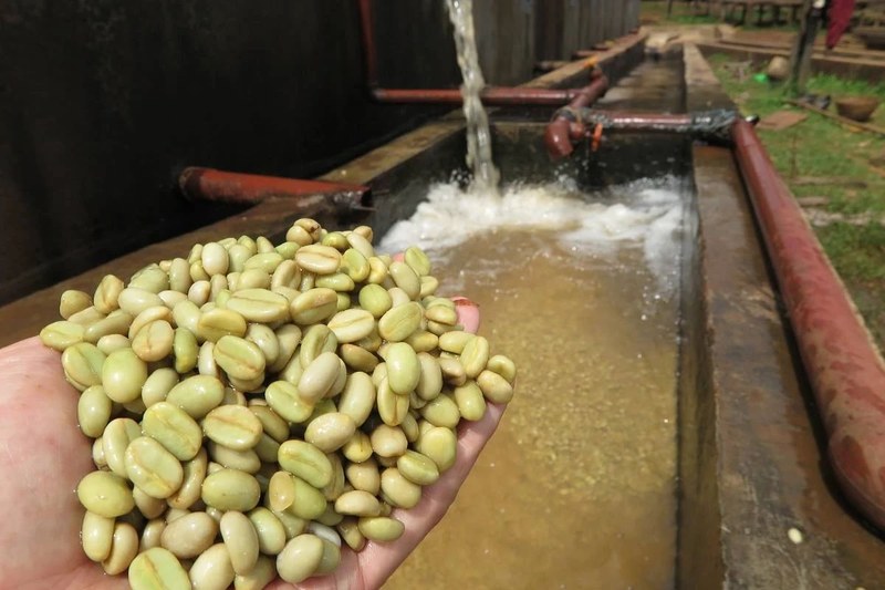 Yirgacheffe SOE coffee bean recommendation: start with flavor preference