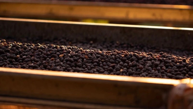 Recommended Yirgacheffe with soft acidity: start with flavor preference