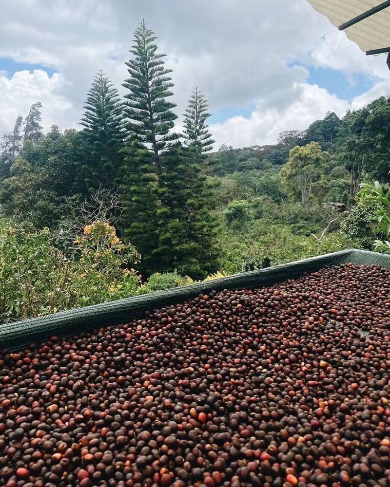 Recommendations for delicious Brazilian coffee beans: start with flavor preference