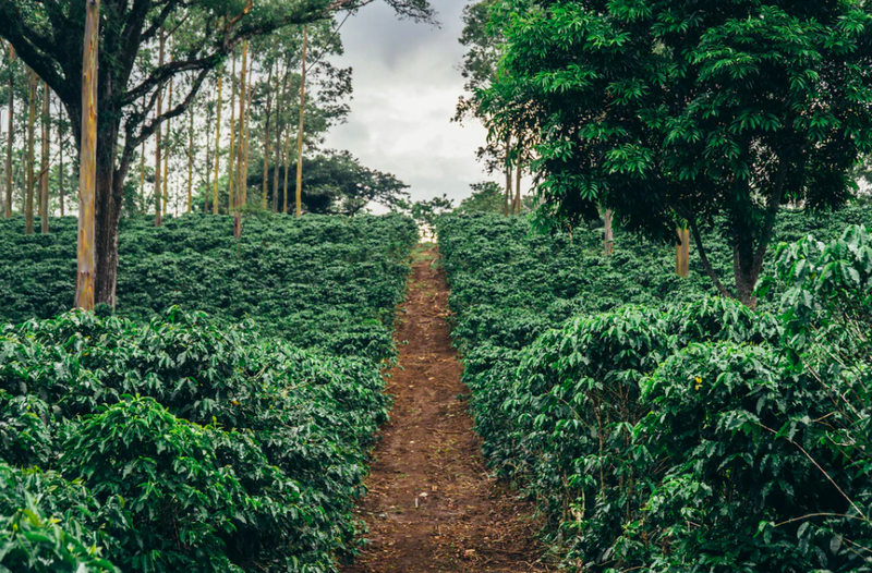 What are the Colombian coffee beans suitable for home use: starting with flavor preferences