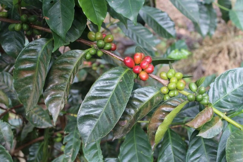 How to choose hand-ground coffee beans: a scene guide from breakfast to iced drinks