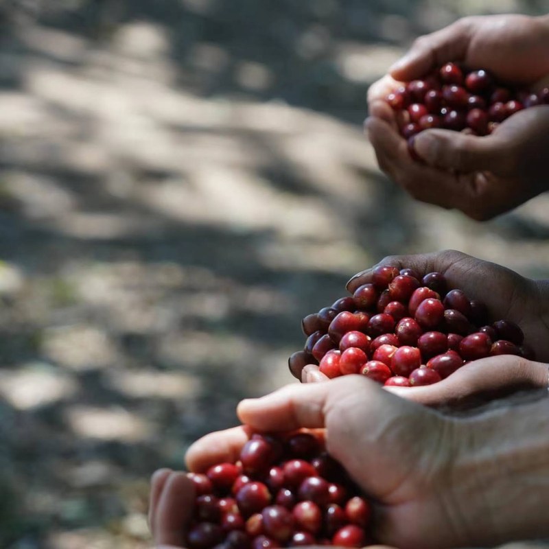 Choose three types of Italian specialty coffee beans according to drinking scenarios