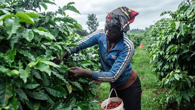 American coffee beans with plenty of sweetness, choose according to the drinking scene