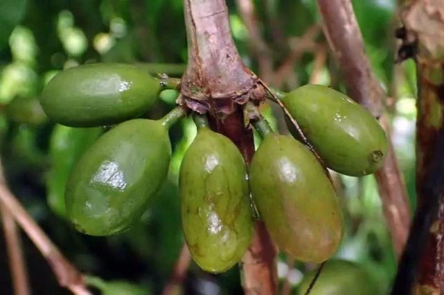 Is SOE American sour? Select beans according to hot drinks, ice drinks and breakfast scenes