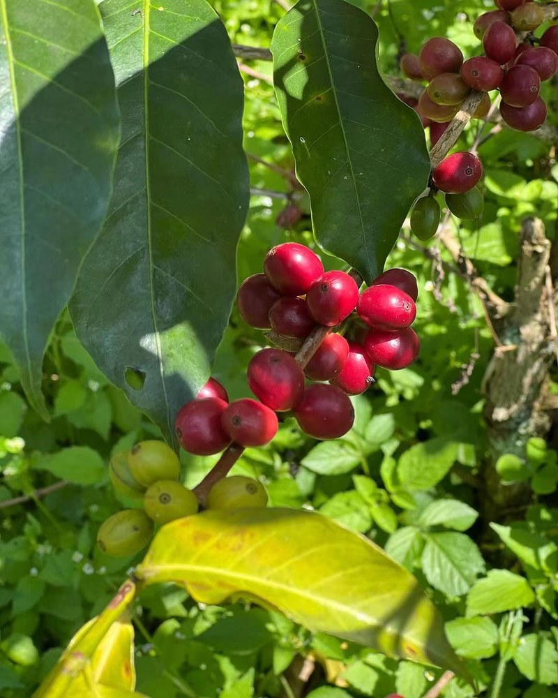 Bileti Moka Pot selects coffee beans according to drinking scene