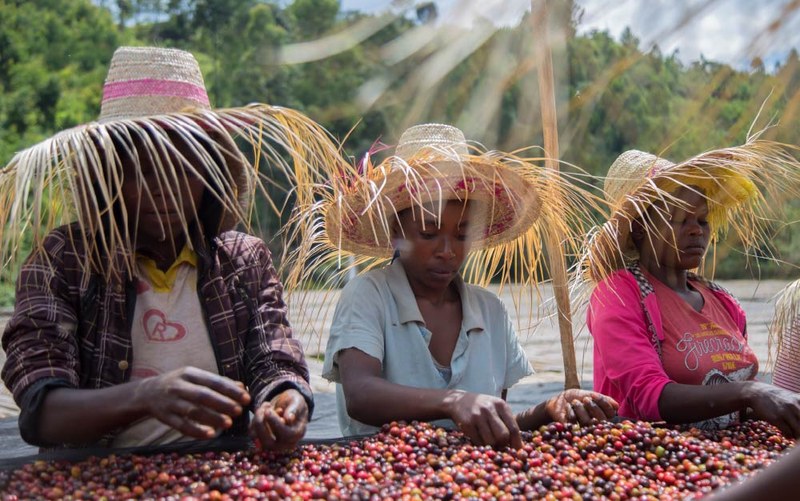 How to choose berry flavored coffee beans: Suggestions on how to drink from breakfast to iced drinks