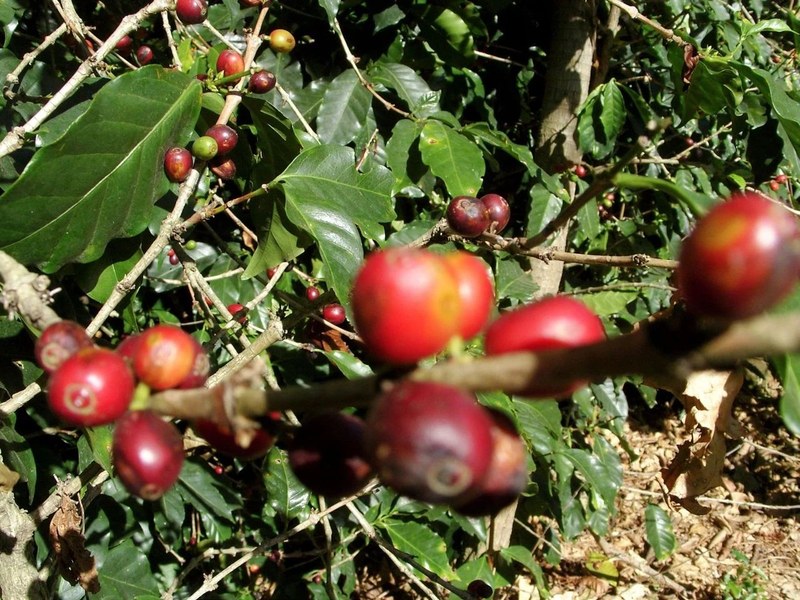 Choose Yirgacheffe coffee beans according to drinking scenarios, buy them online and offline like this