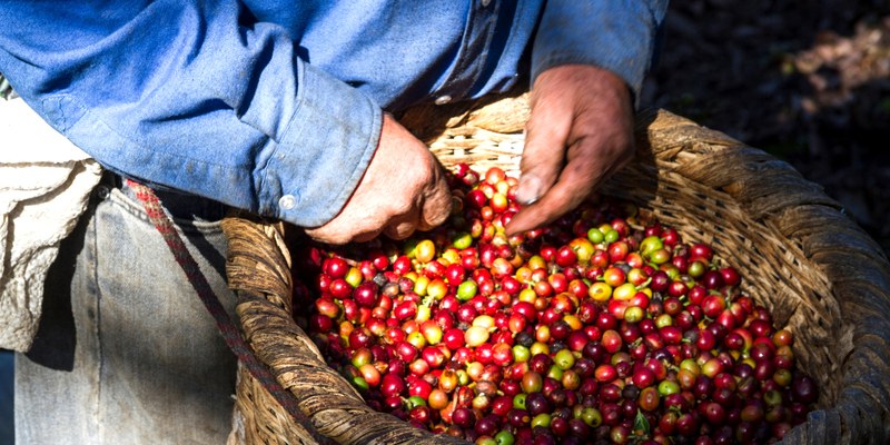 Recommended sun-dried coffee beans: choose according to early morning, iced drink and slow tasting scenes