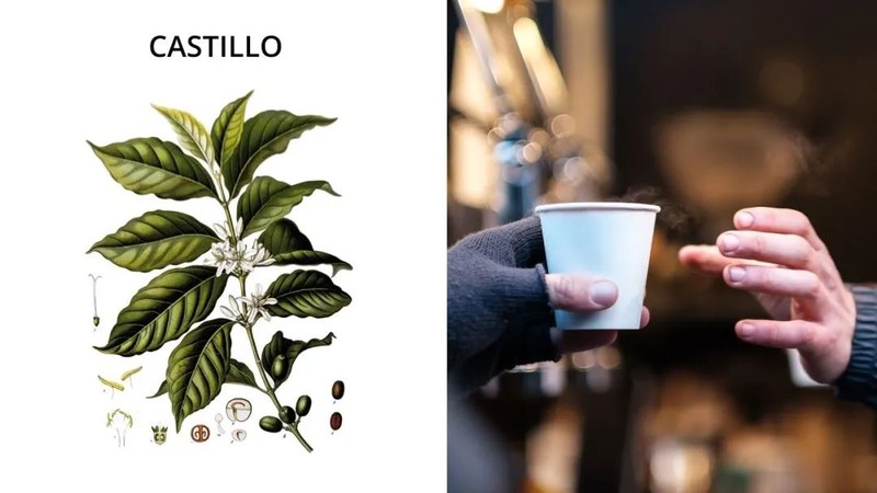 From eight in the morning to reading at night, this is how American coffee beans are paired